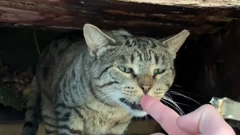 He seemed to have eaten nothing for a long time