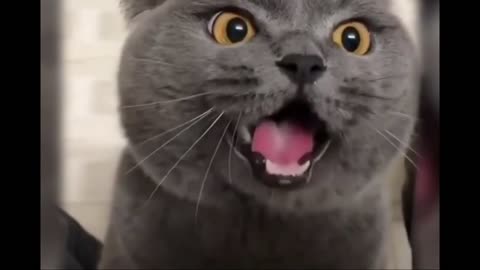 Funny & Cute animals (35)