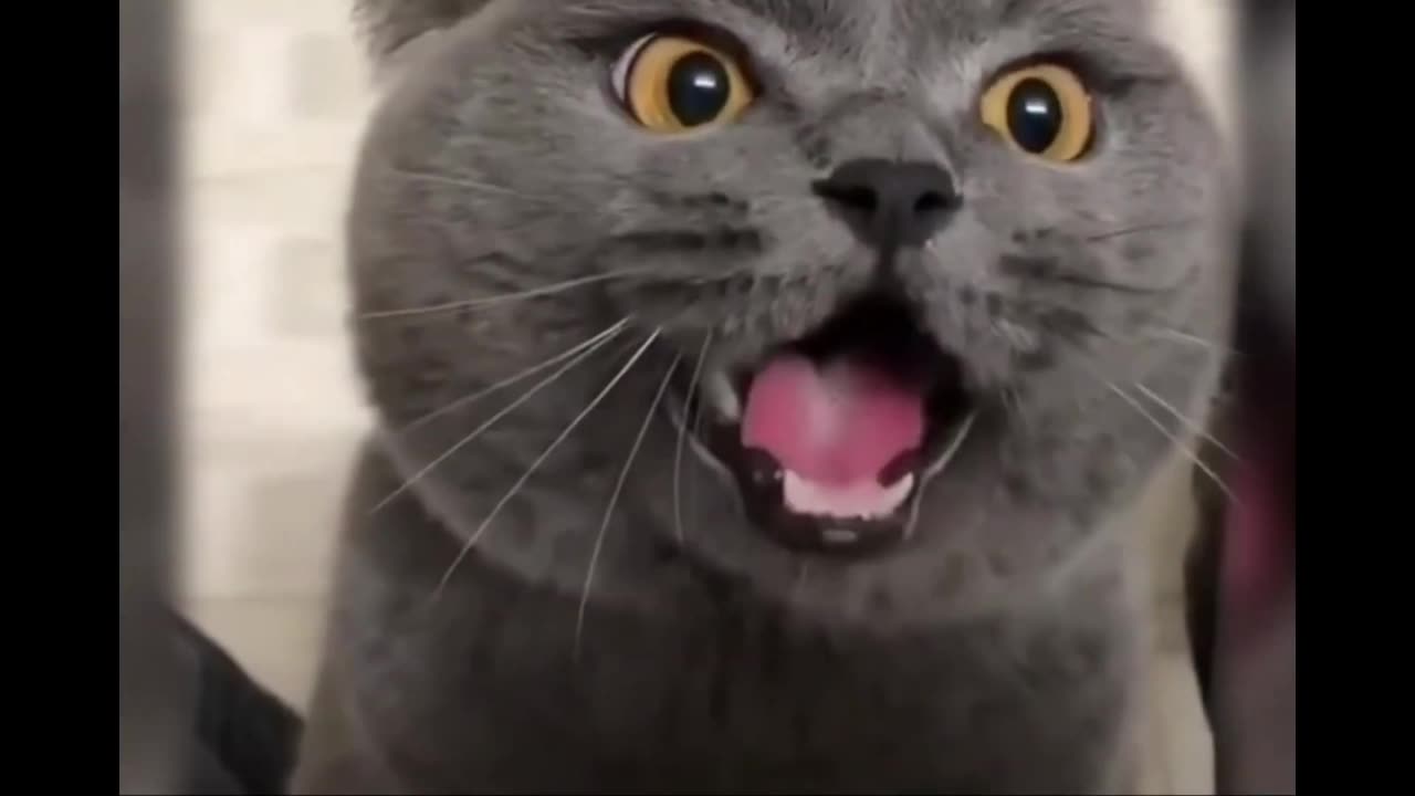 Funny & Cute animals (35)