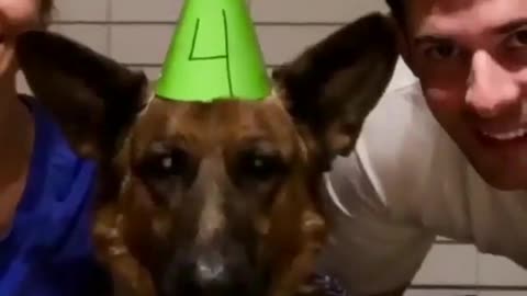 Lovely dog's birthday