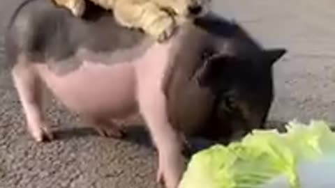 funny animal video