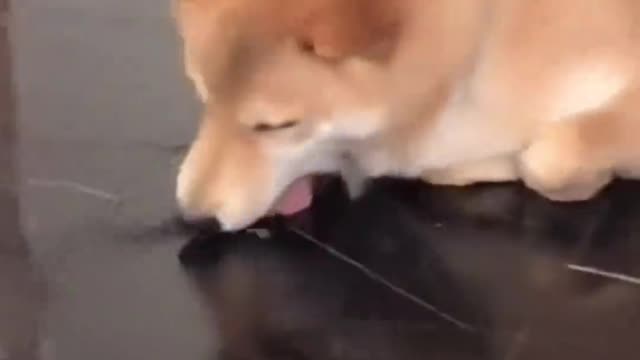 silly dog licking the floo