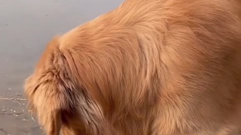 Cute and Funny Dog Videos