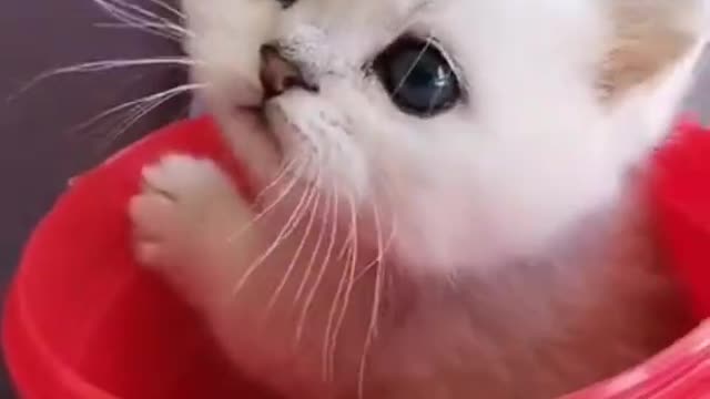 lovely cute video