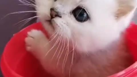 lovely cute video