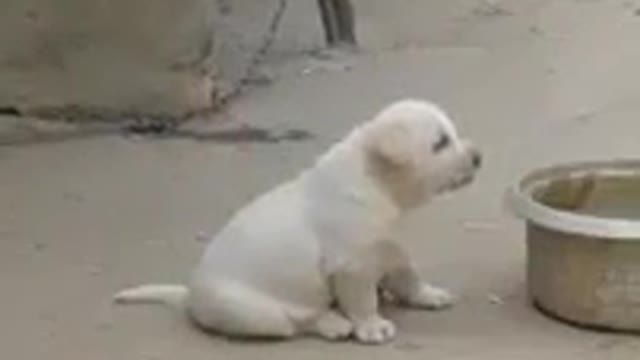 Puppy Imitates Rooster Sound