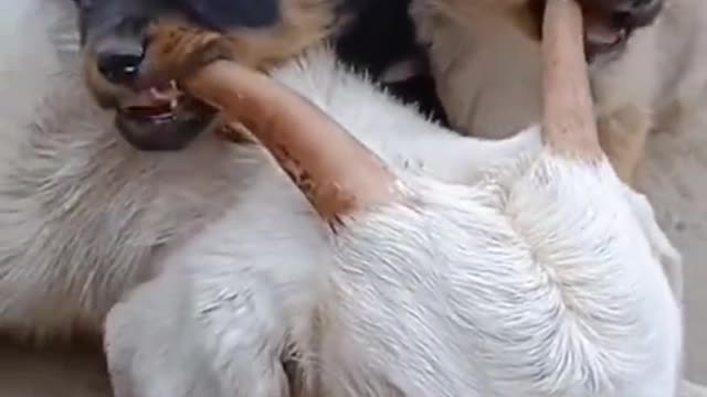 Dog funny