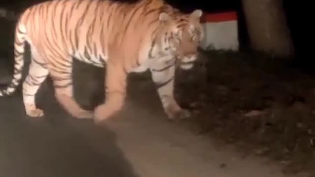 Tiger On Road