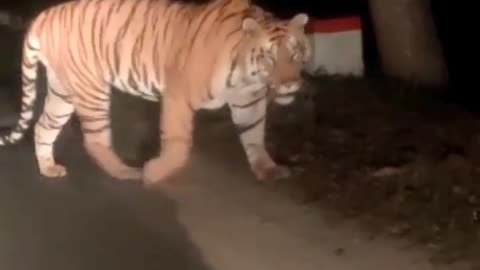 Tiger On Road