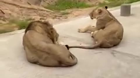 How to cross a bridge when Lions are blocking it Tingedby