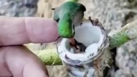 Hummingbird babies in the garden