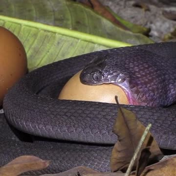 A Big Snak Eat Big Egg