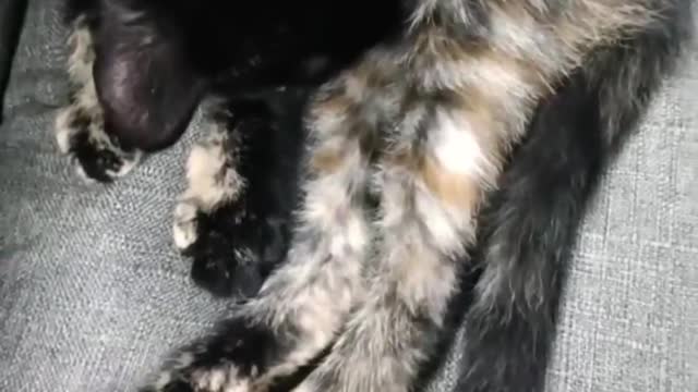 The strange sleeping position of the cat