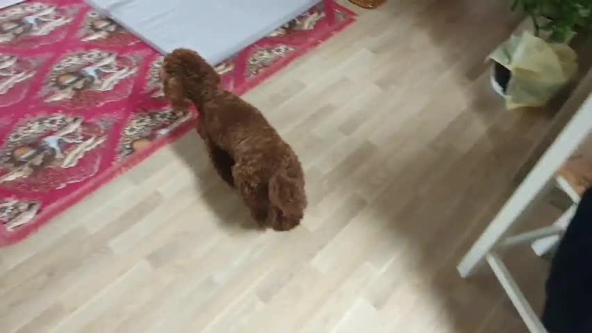 Feeding dog with something