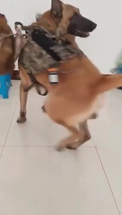 1.Military dog ready to go 🔥😊 _ Animals Shorts