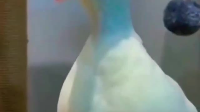 DOG FUNNY VIDEO 😂😄 CAT funny video 😂😂.Duck funny video.