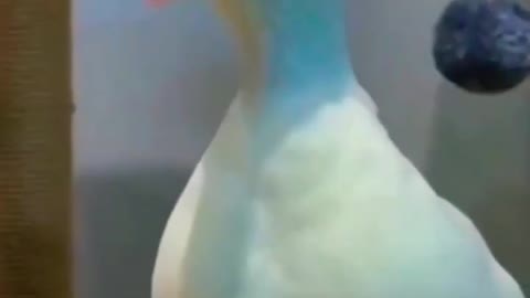DOG FUNNY VIDEO 😂😄 CAT funny video 😂😂.Duck funny video.