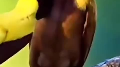 A bird that has never been seen before