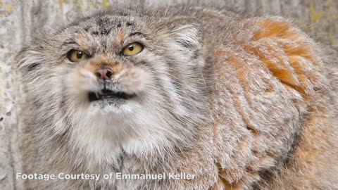 This Cat Makes No Sense | Pallas's Cat