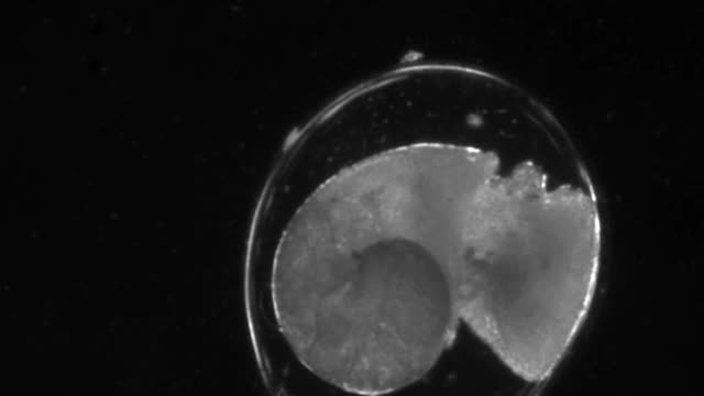 Under The Microscope: This snail embryo is silly.