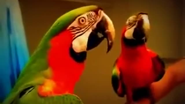 cute and funny parrot video