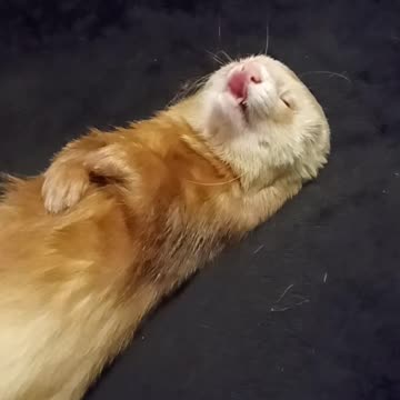 How I massage my Ferret!