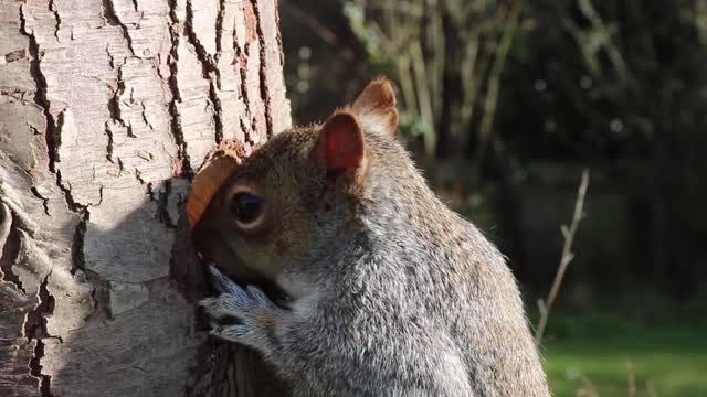 Smart squirrel to feed itself