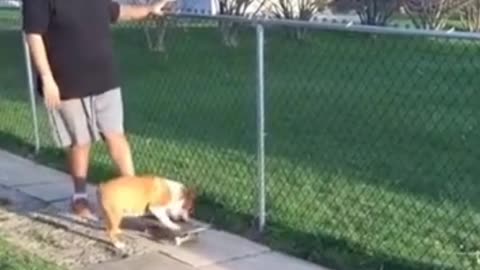 Funny moment for pets. It's so funny