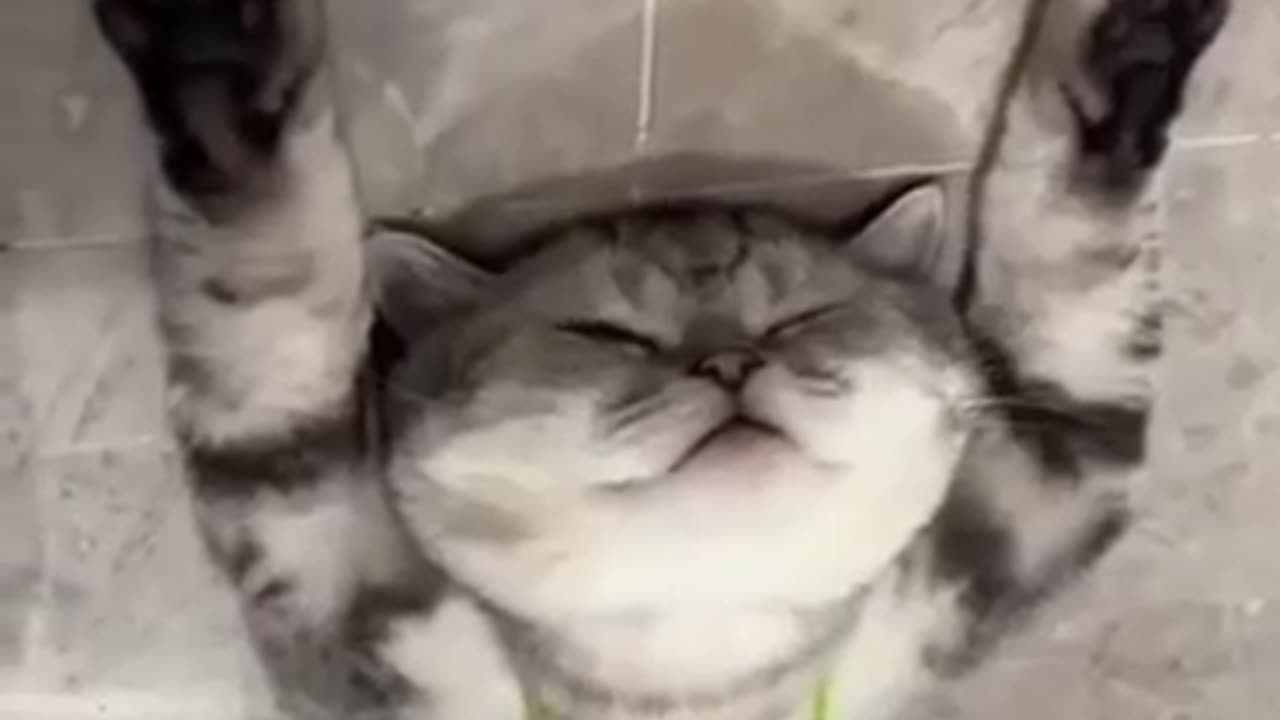 Cute and funny cats