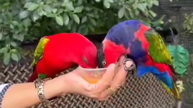 STRESS FREE PLAY WITH BIRDS.