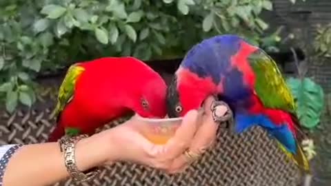 STRESS FREE PLAY WITH BIRDS.