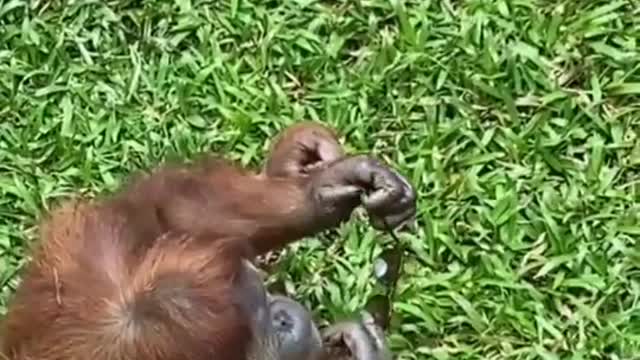 Girl accidentally dropped sun glasses at Orangutan enclosure ZOO | Funny Monkey Videos