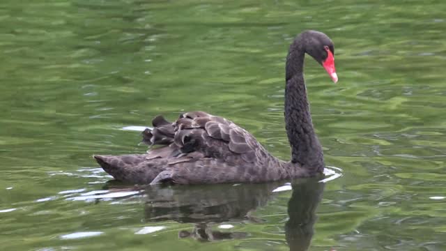 The beauty of the black swan