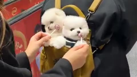 Baby Cute and Funny Dog Videos