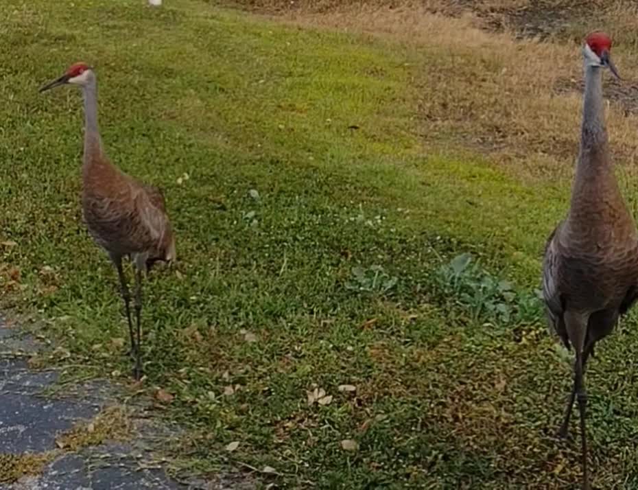 The nature zone: Snack time.