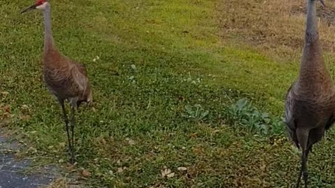 The nature zone: Snack time.