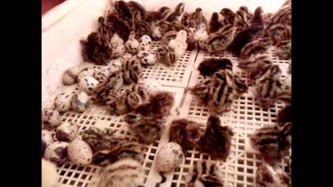 The birth of a new life
