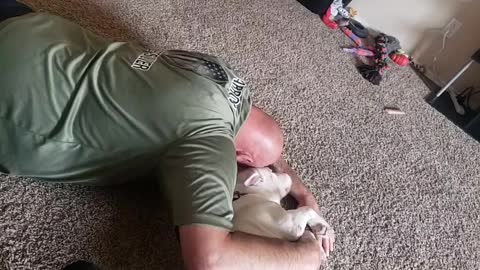 Skye the Pitbull Terrier