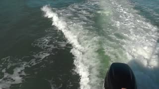 Playful Dolphins