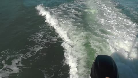 Playful Dolphins