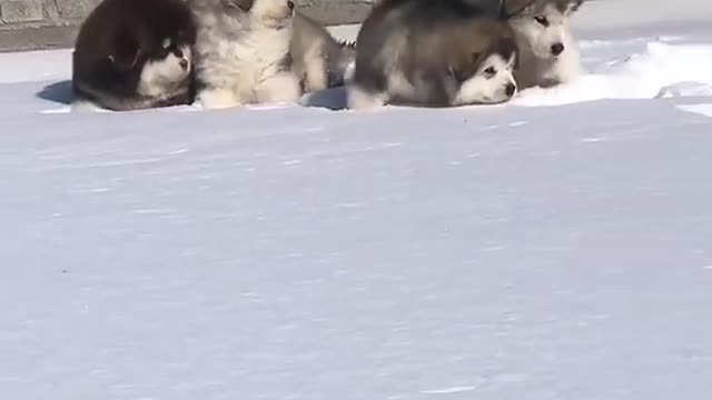 Funniest and Cutest Puppies, Funny Puppy Video 2022
