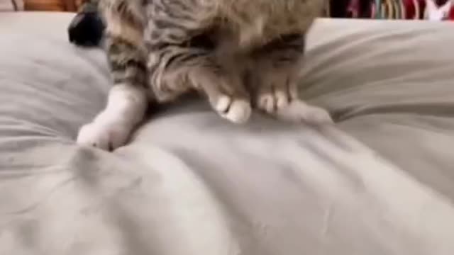 that cat must be a monster