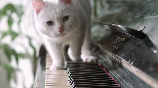 Cat playing Piano Funny video