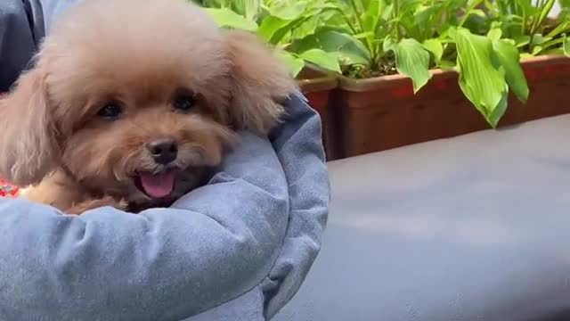 What breed are these, I want one