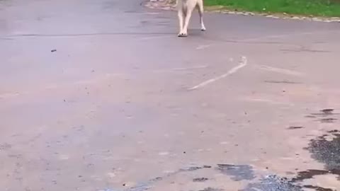 Dog finds rock at the bottom of the lake,