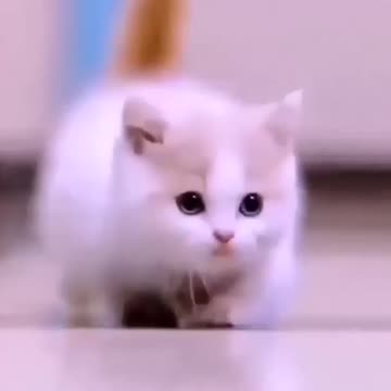 Funniest Videos 2023 😂 Funny Cats 🐱 #cute #cat #short #146