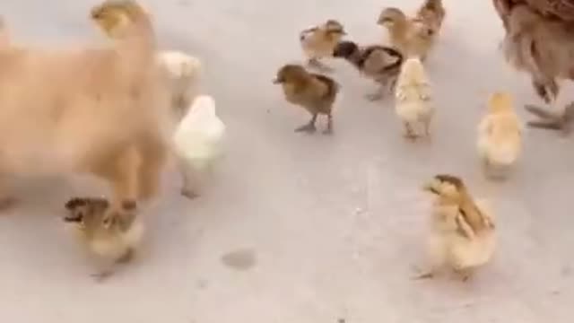 Cute and adorable dog vs chicken