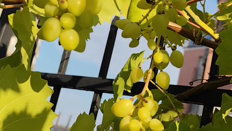 Grapes in the sun