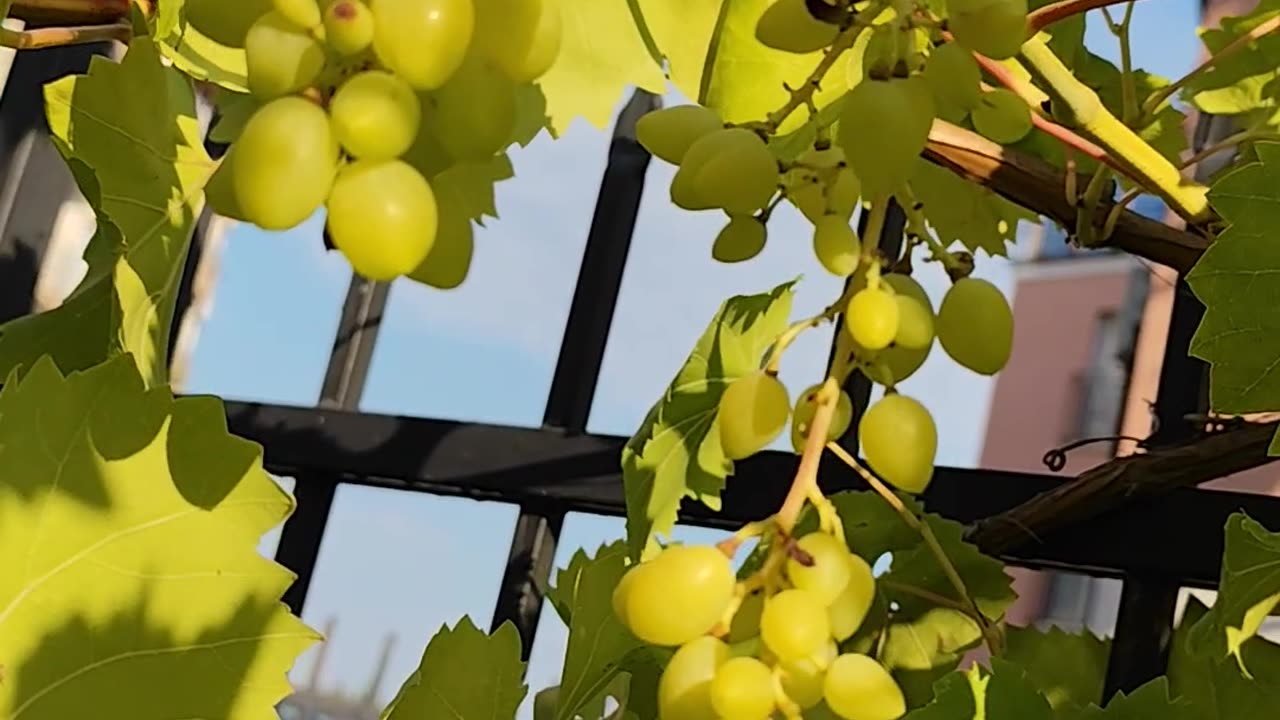 Grapes in the sun