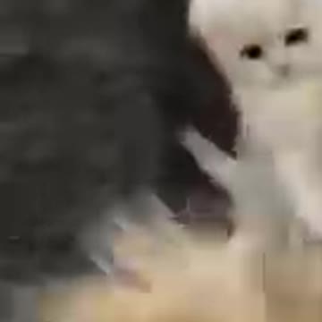 Mom dog play with her kitten son funny pet's #short